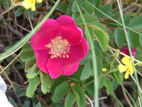 Rosa pendulina / Rosa alpina